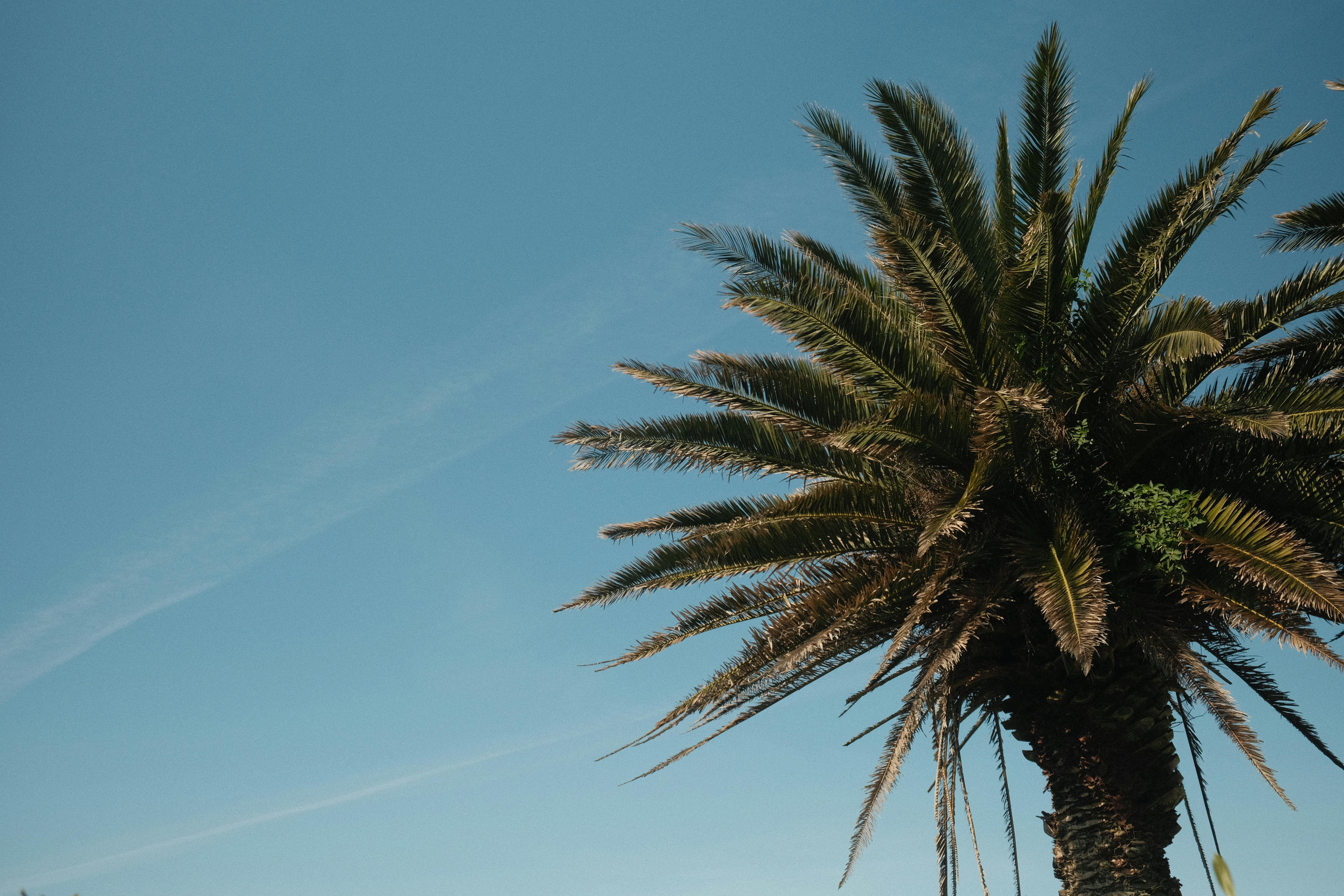 Un grand palmier se détachant sur un ciel bleu limpide, évoquant une ambiance tropicale et une nature sereine.