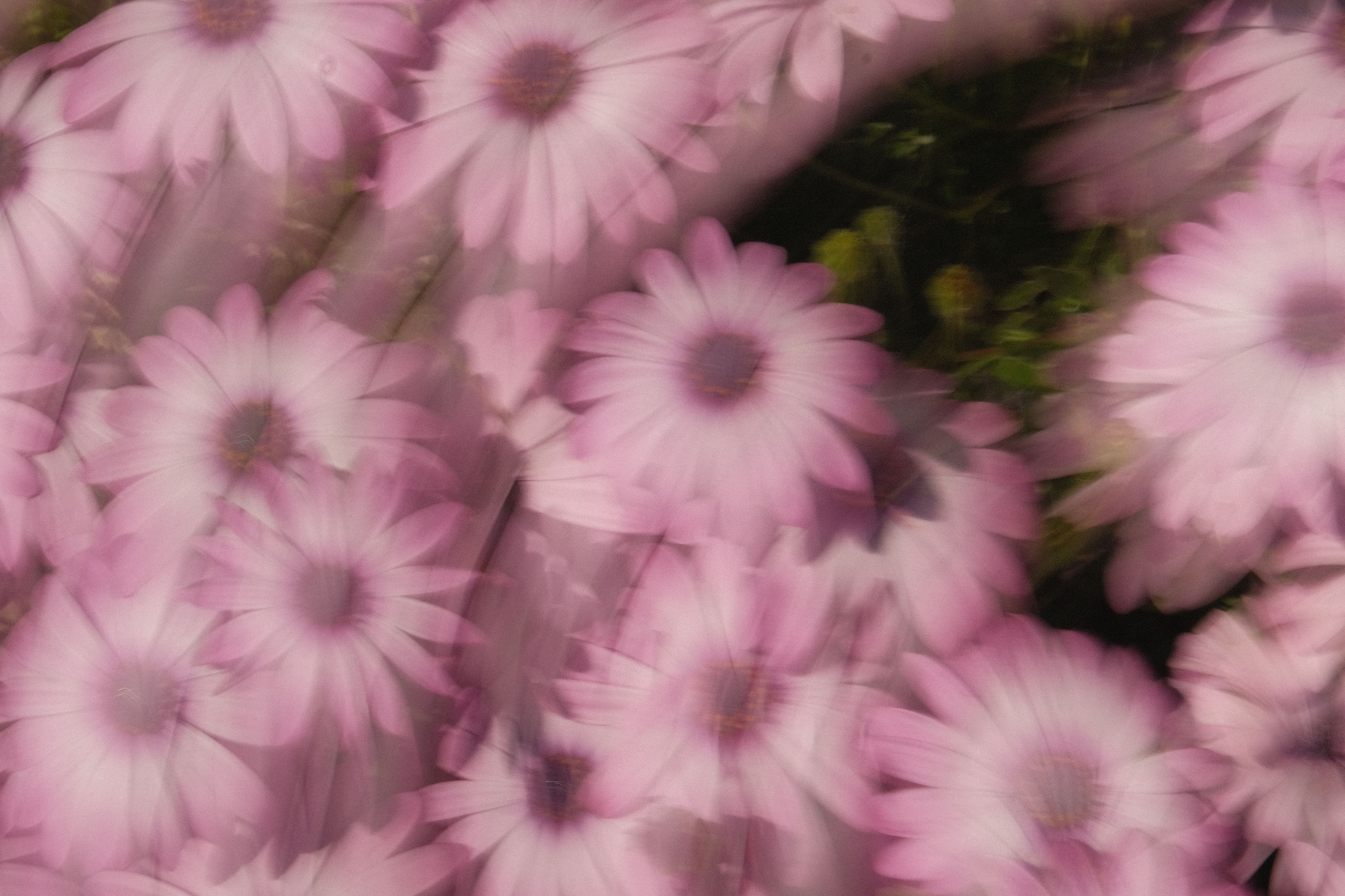 Midjourney Prompt + Canva Fine‑Tune