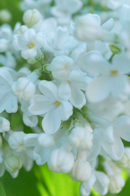 Free A serene close-up of delicate white lilac flowers in full bloom, capturing their natural beauty. Stock Photo