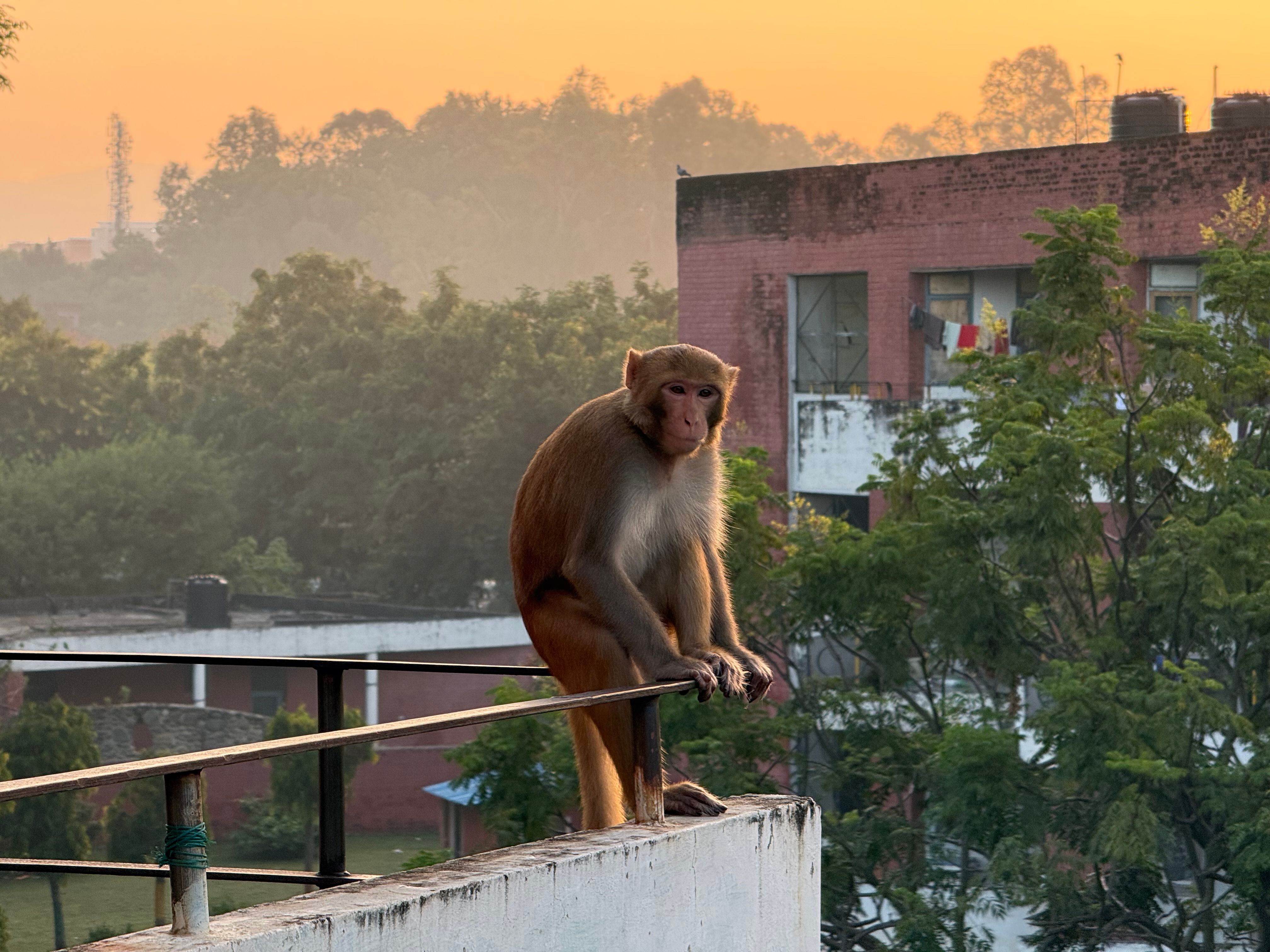 Rhesus Monkey on Urban Rooftop at Sunrise · Free Stock Photo