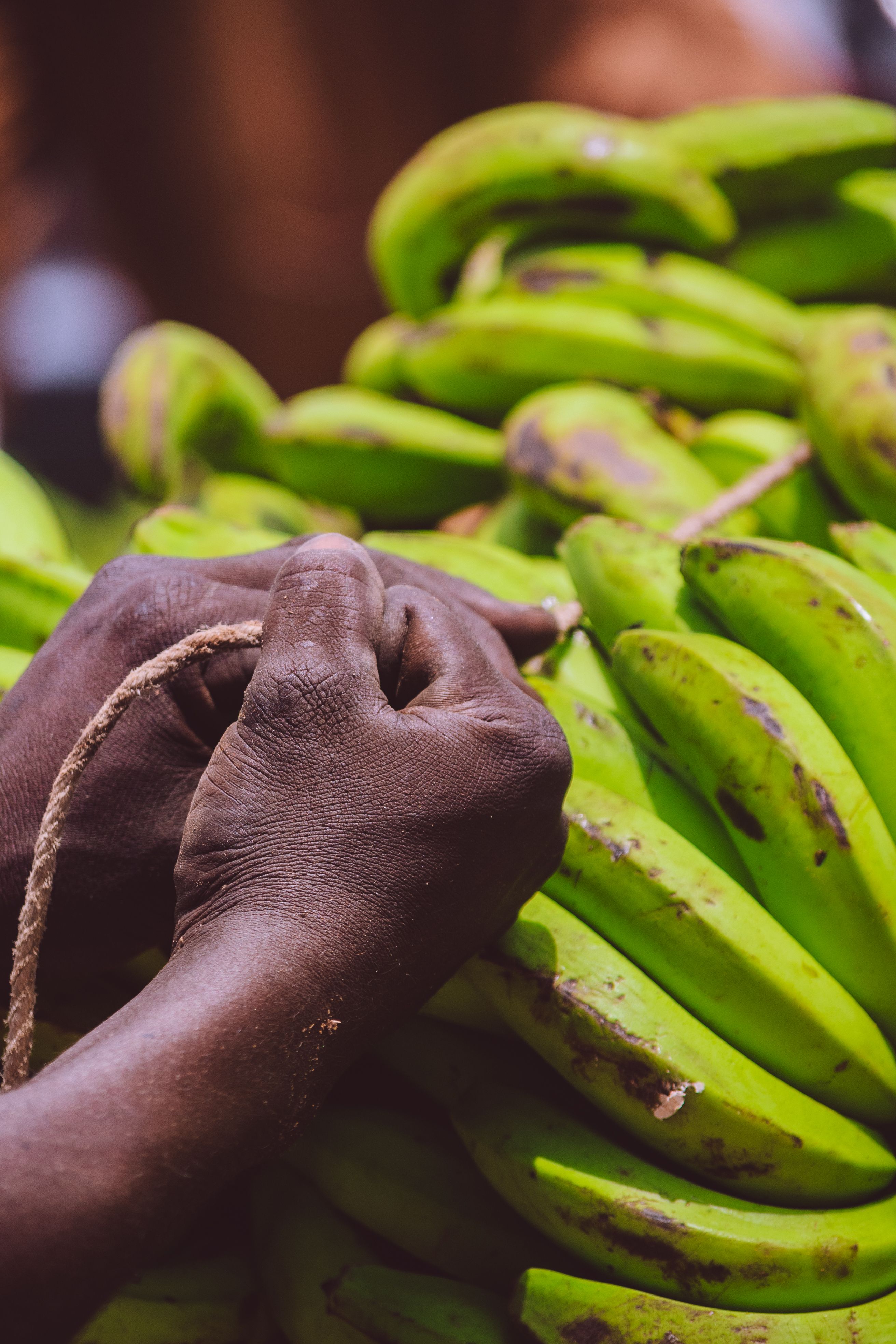 Fresh green plantains held in farmer's hands