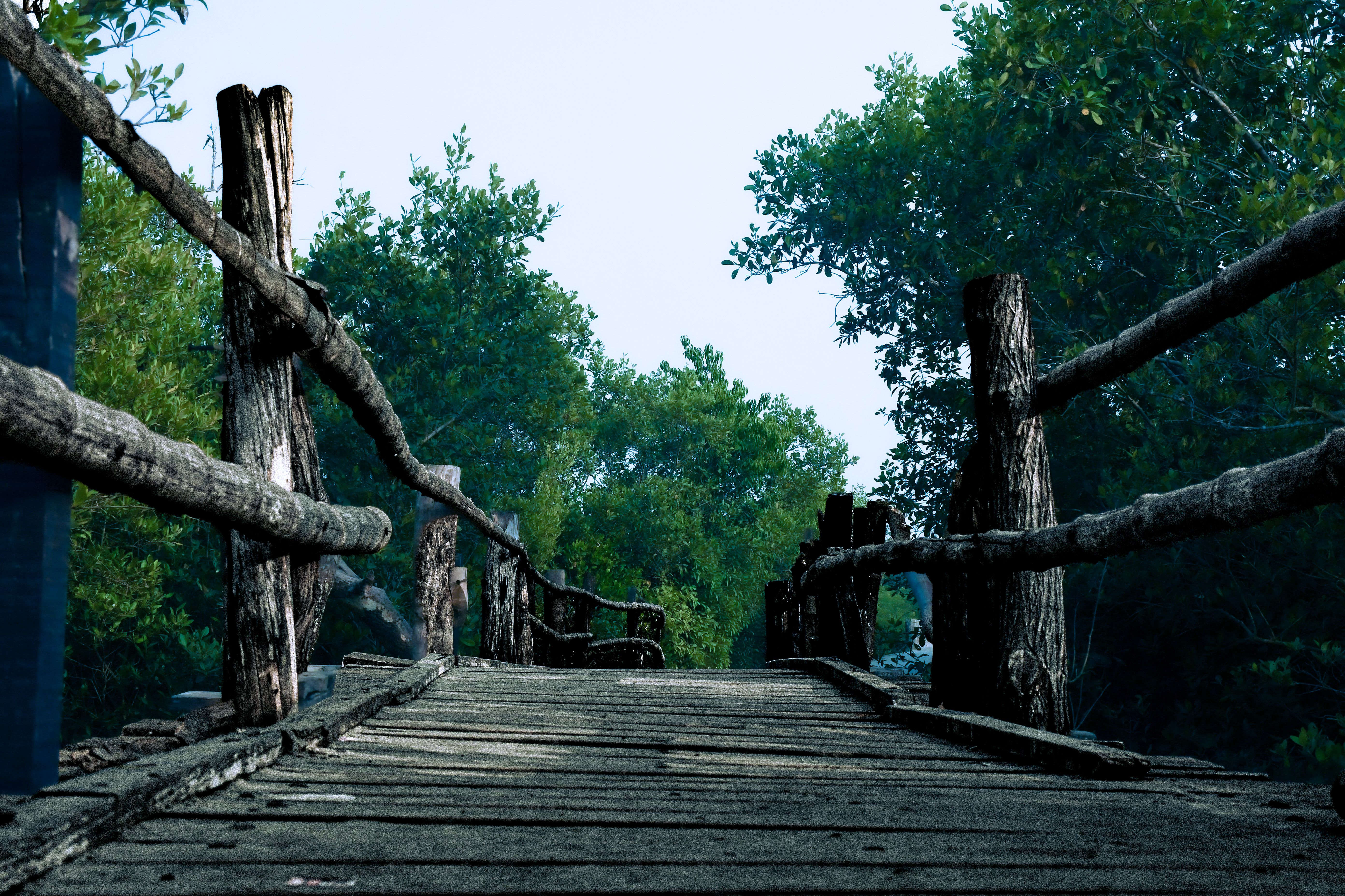 Rustic Wooden Bridge in Lush Greenery · Free Stock Photo