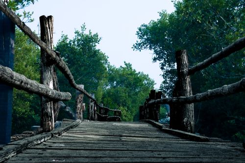 Free A rustic wooden bridge stretches across a serene forest setting, offering a tranquil nature escape. Stock Photo
