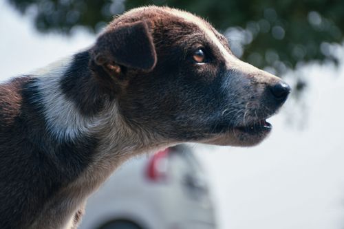 Free stock photo of adopt, adorable, adult Stock Photo