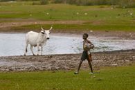 A young boy walks beside a white cow by a pond in Minna, Nigeria.