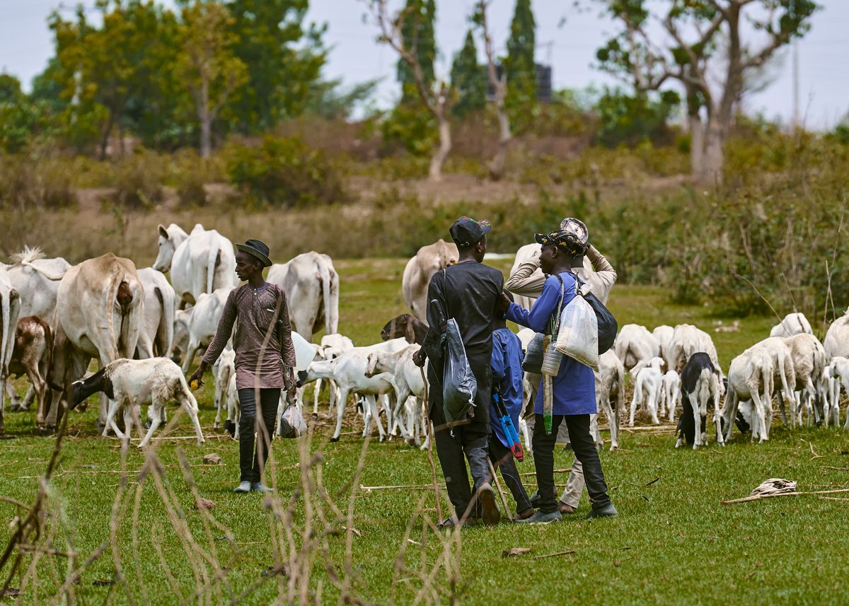 Herders bringing cattle home