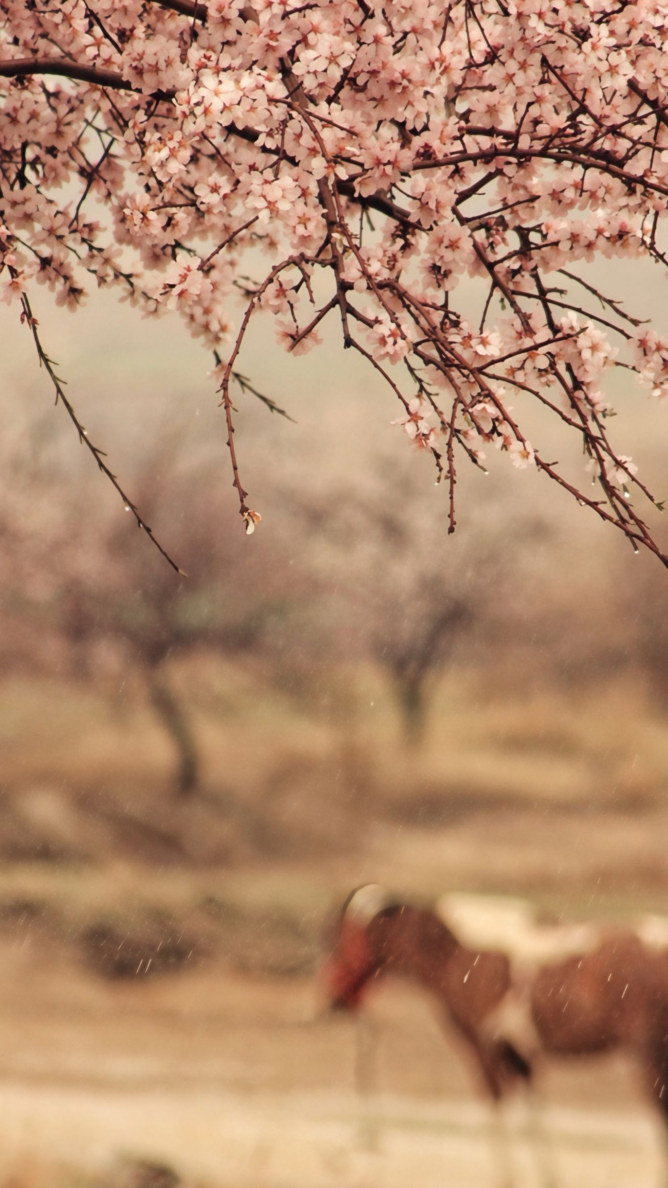 Cherry blossoms in the foreground with a blurred horse in Türkiye. Captures the serene beauty of spring.