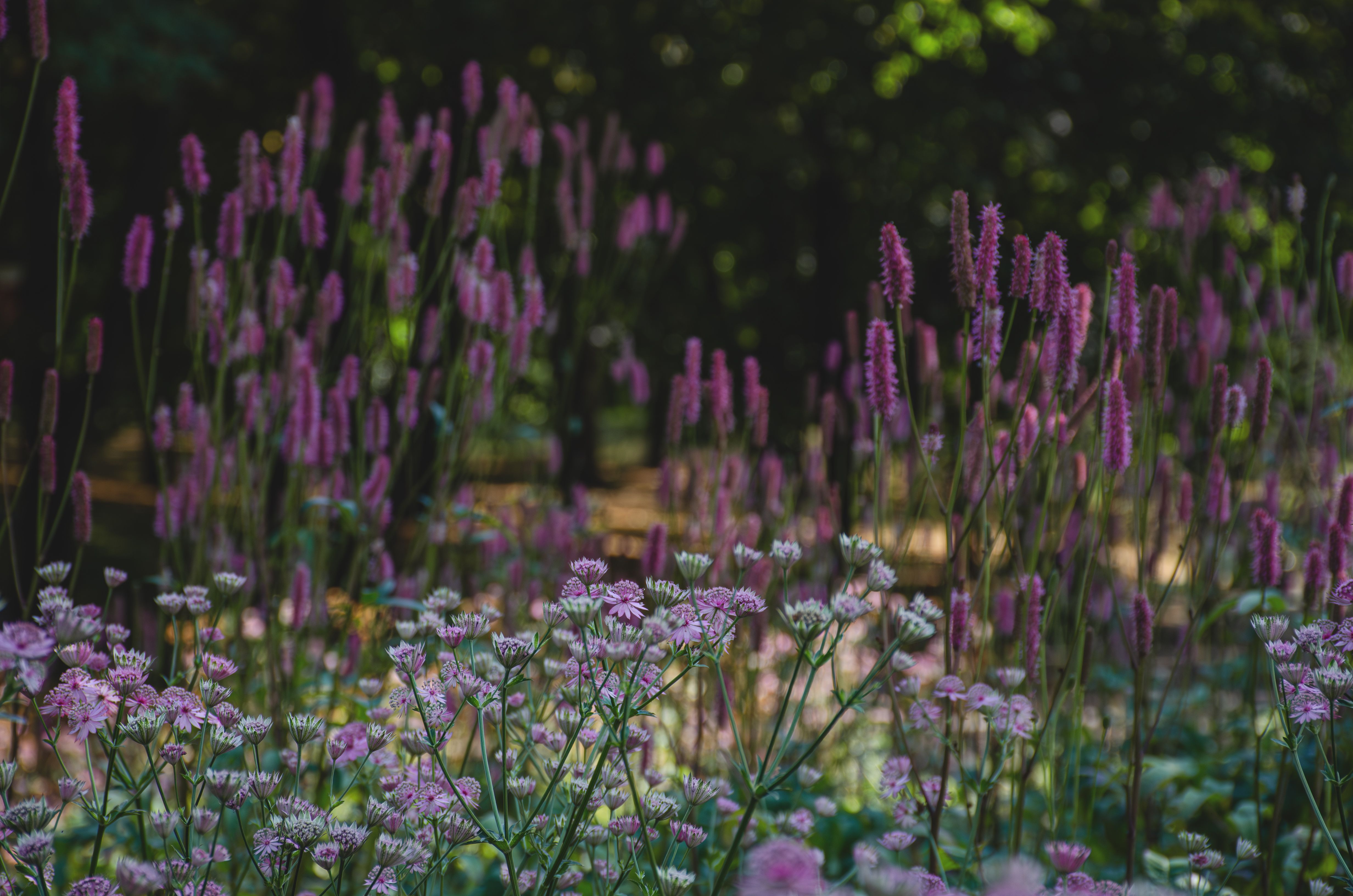 Diverse garden with seasonal blooms