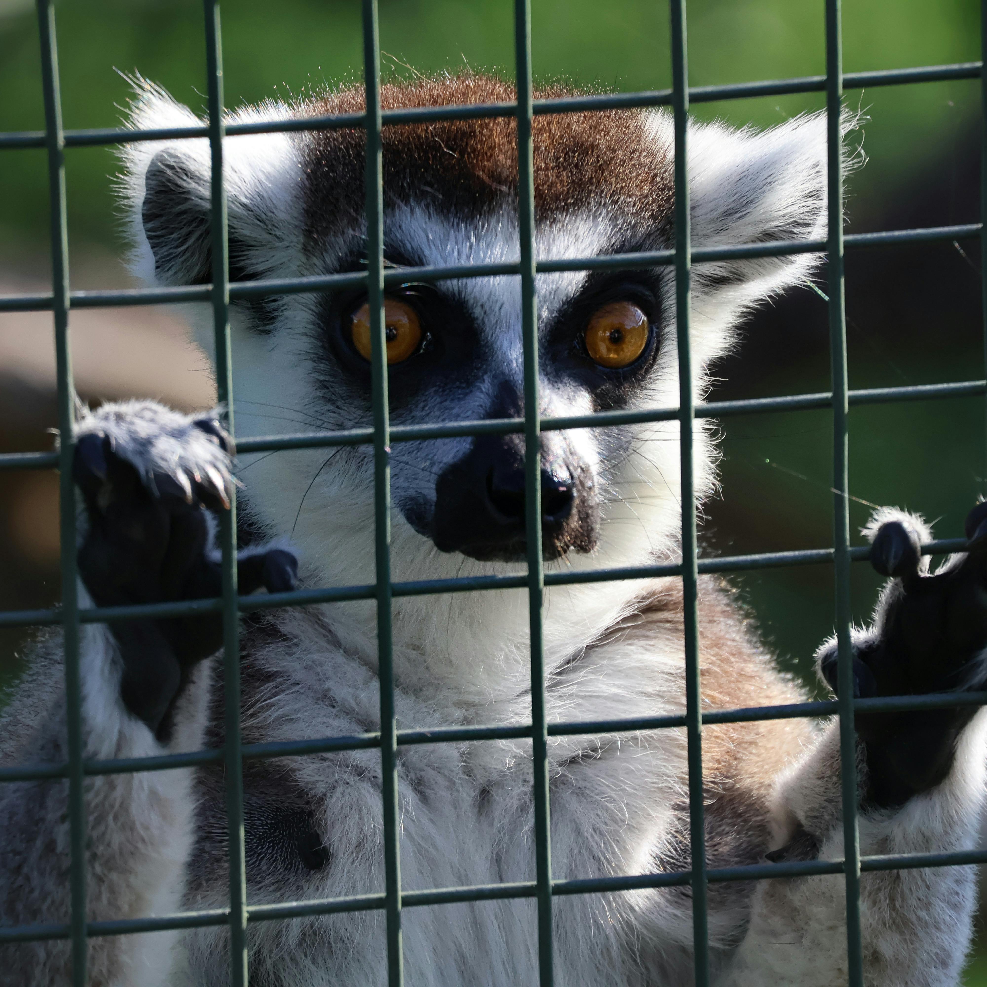 A ring-tailed lemur gazes through zoo enclosure bars with vivid orange eyes.