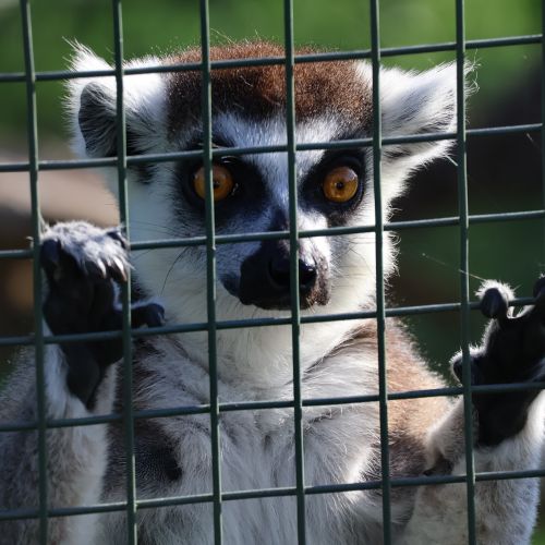 Free A ring-tailed lemur gazes through zoo enclosure bars with vivid orange eyes. Stock Photo