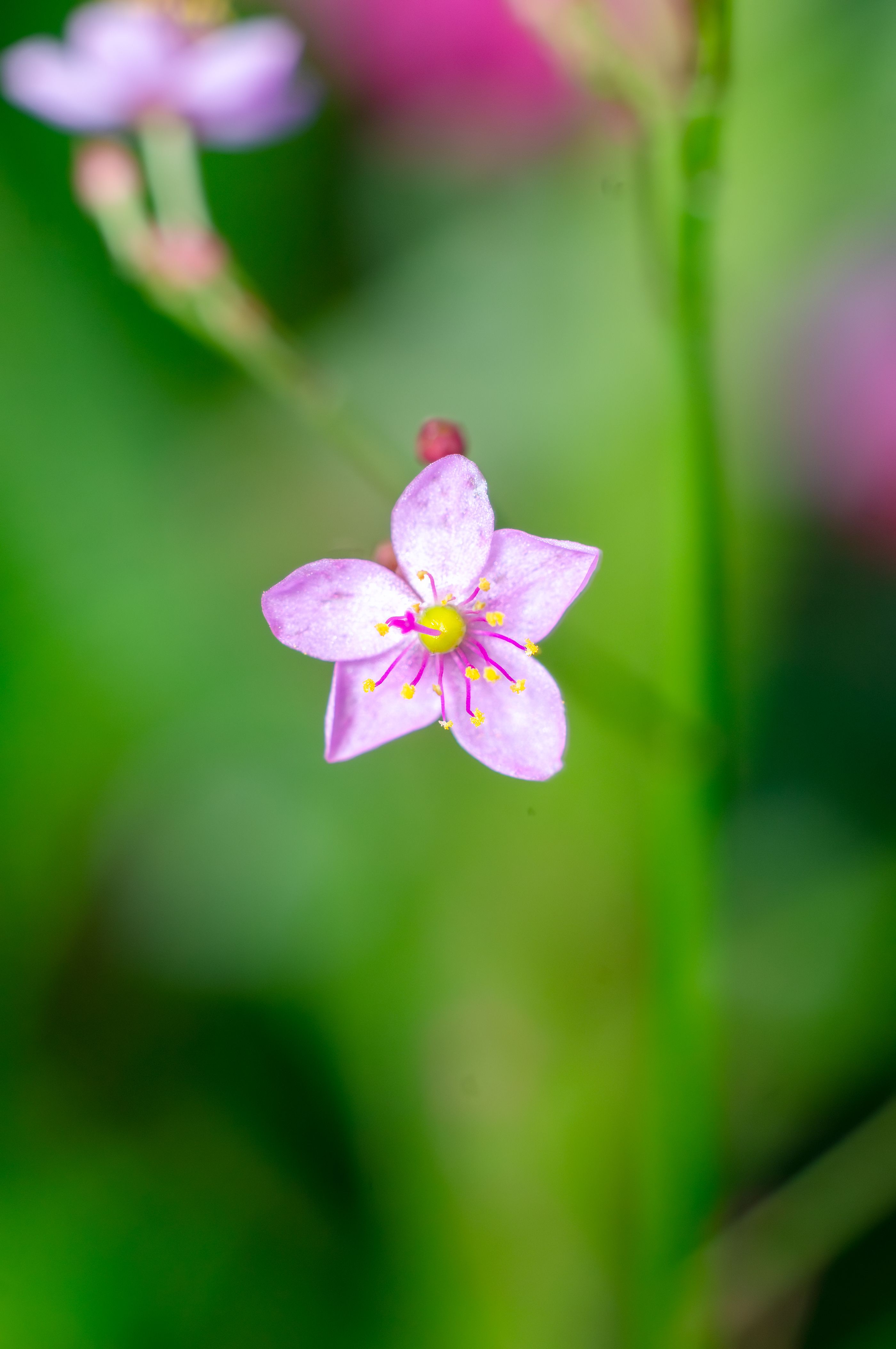Close-up of Pink Flower with Bokeh Background · Free Stock Photo