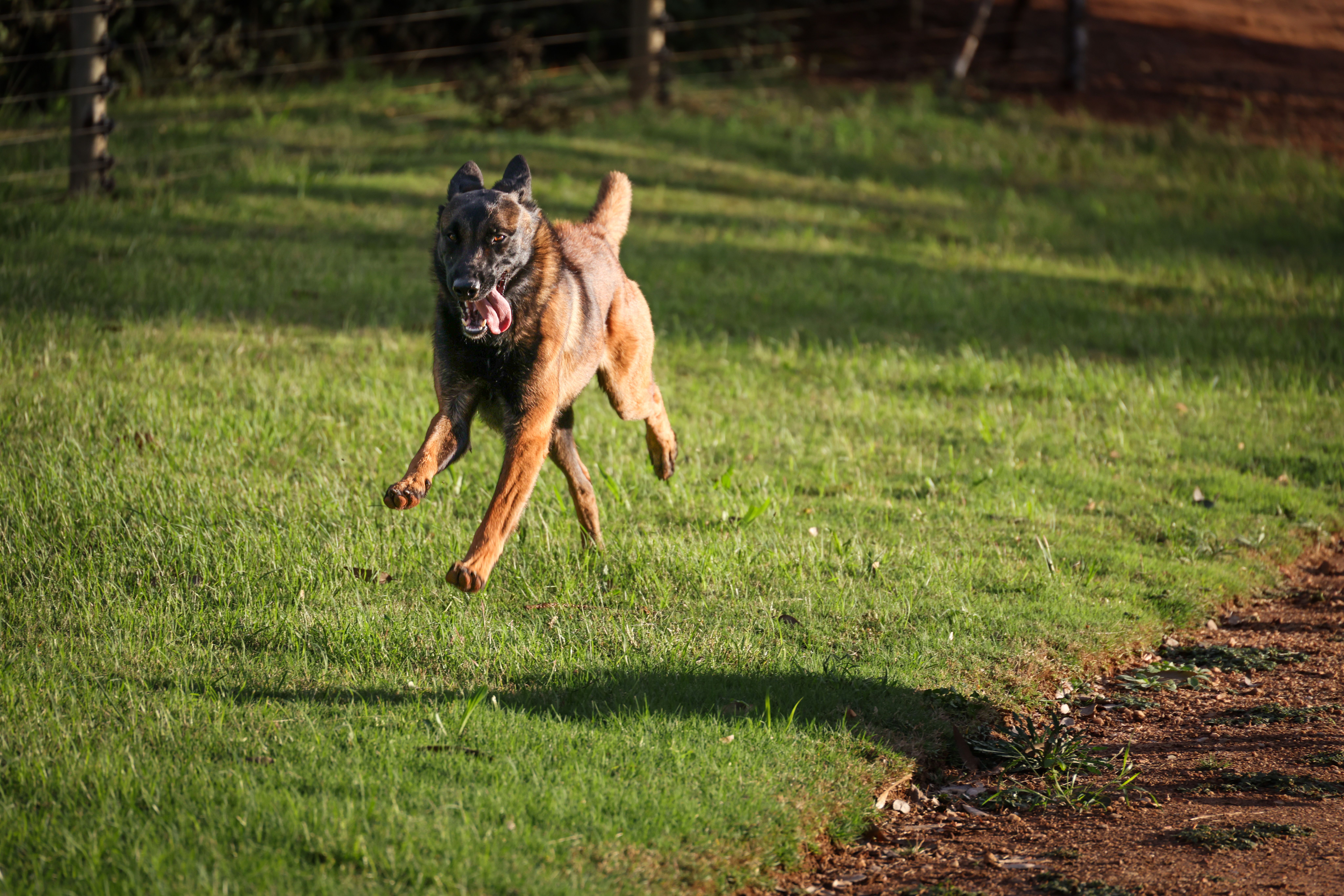 IGP Sport Dogs