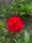 red flower