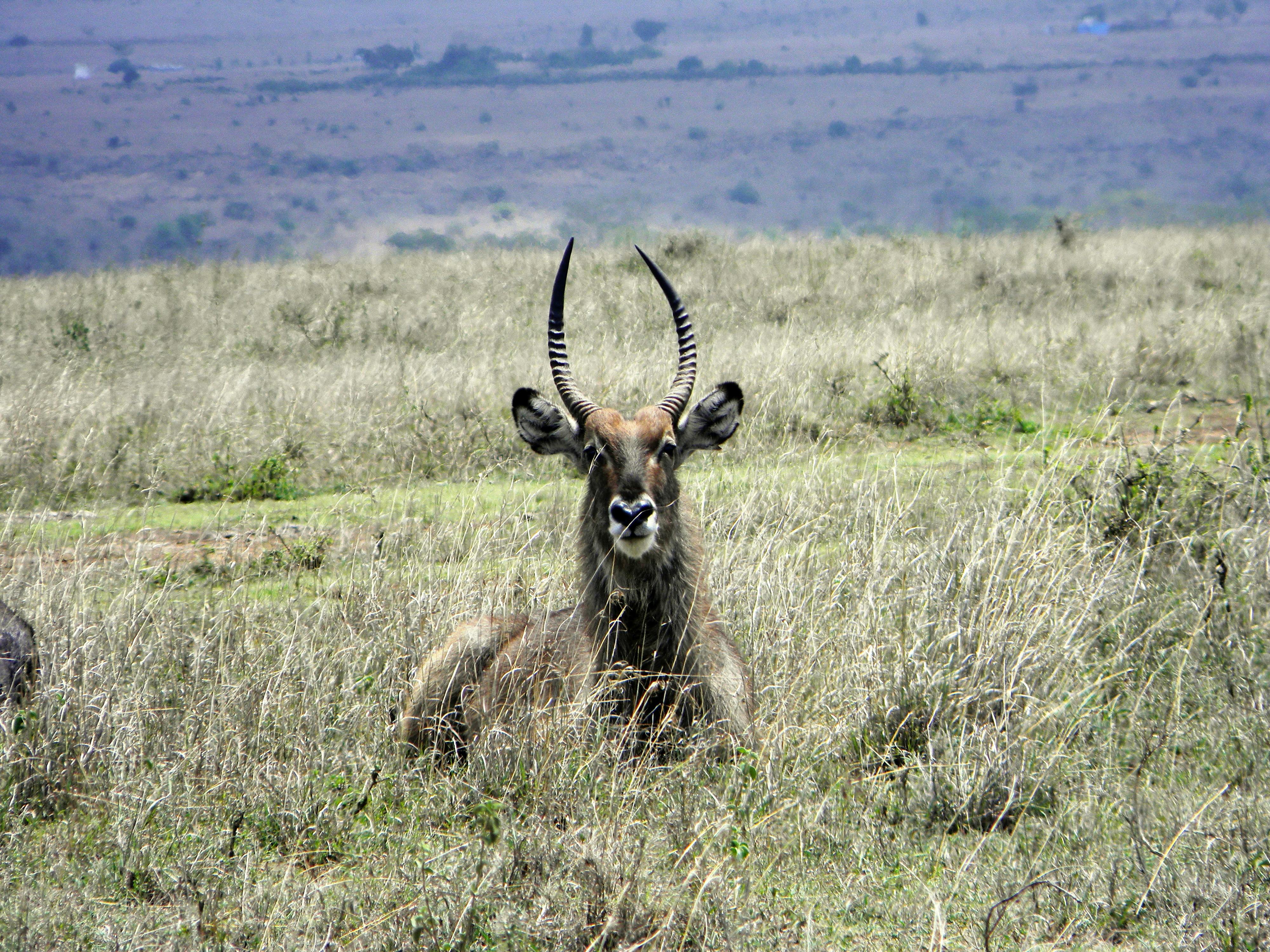 Free stock photo of africa, wild animal