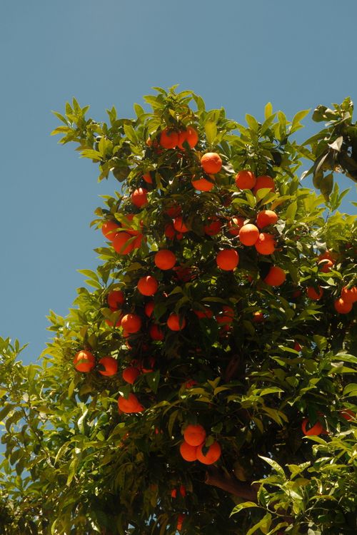 Free Orange fruits hanging on a tree with lush green leaves against a clear blue sky, captured on a sunny day. Stock Photo