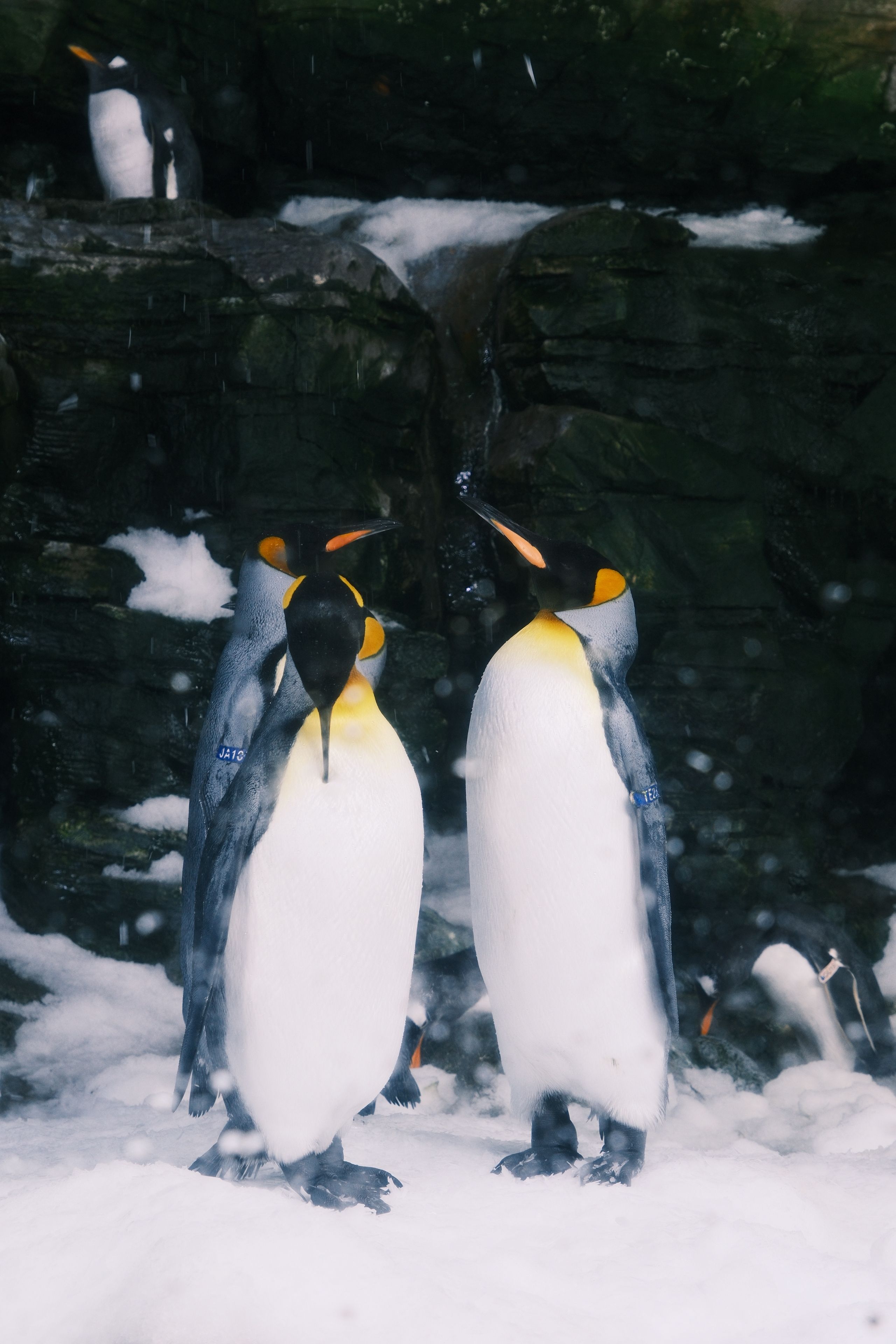 Groupe de manchots royaux dans un paysage enneigé, devant des rochers.