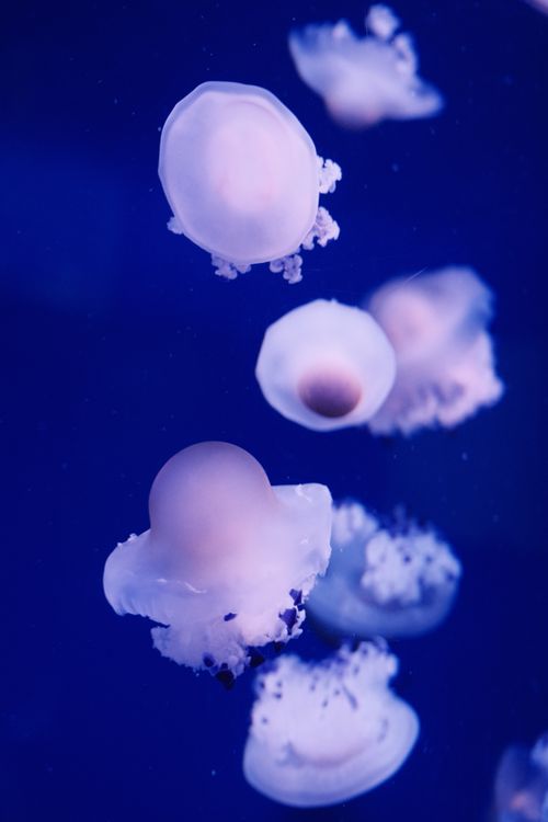 Graceful Jellyfish Floating in Deep Blue Water · Free Stock Photo