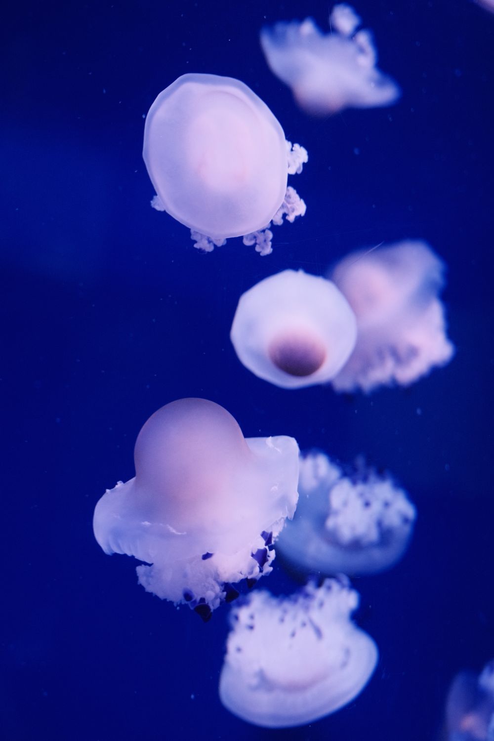 Graceful Jellyfish Floating in Deep Blue Water · Free Stock Photo