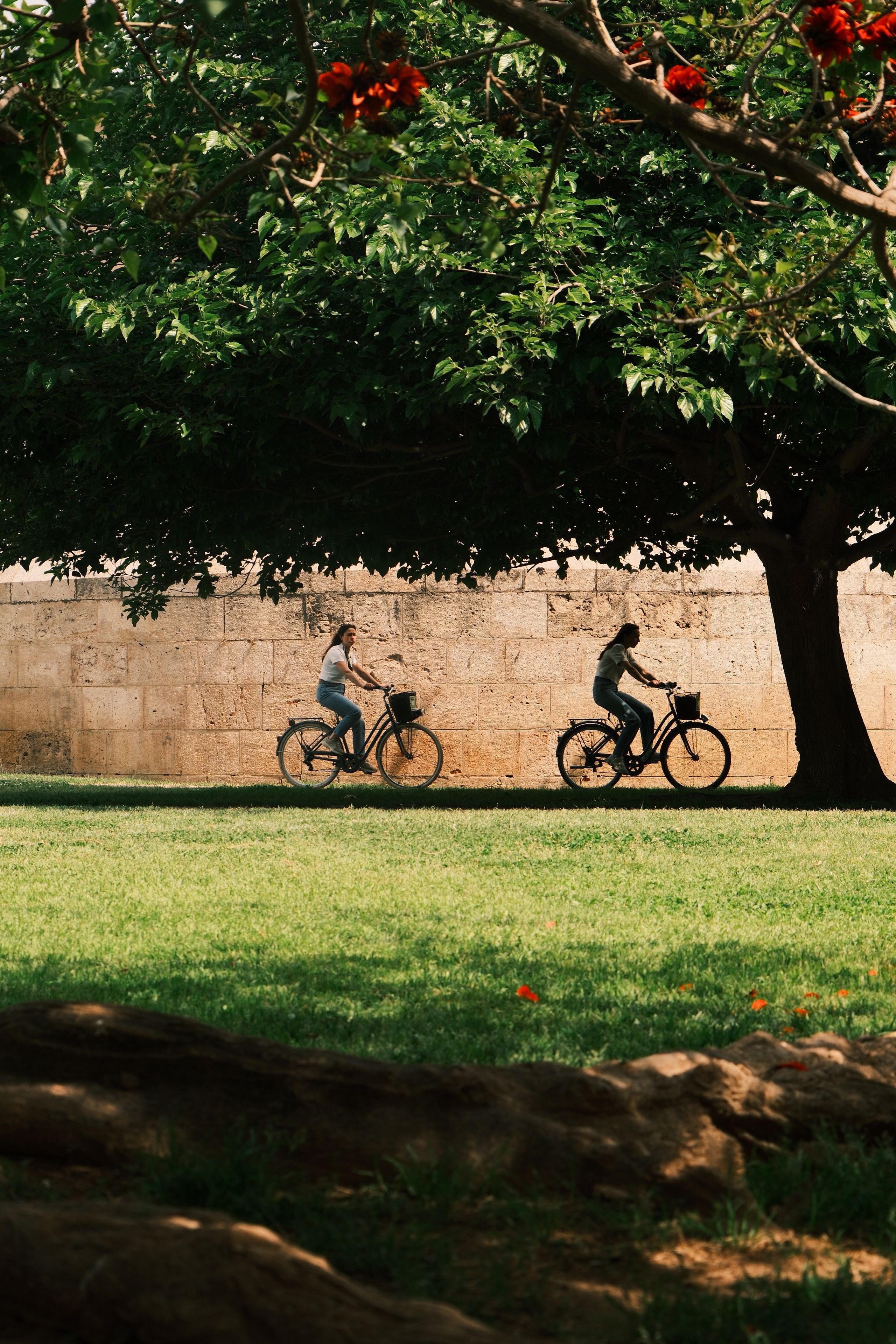 Two cyclists ride under a large tree on a sunny day in the park. Relaxing outdoor scene.