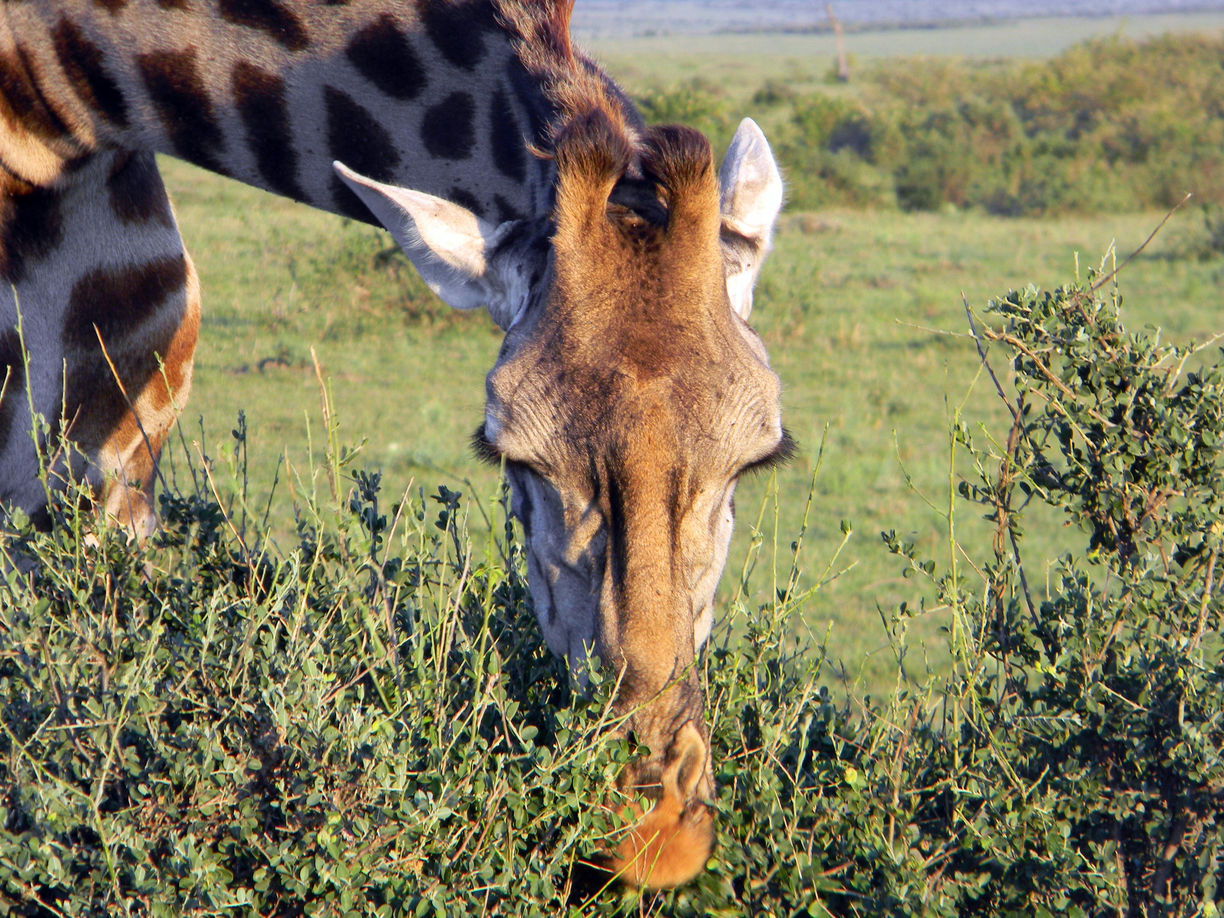 Free stock photo of africa, giraffe, wild animal