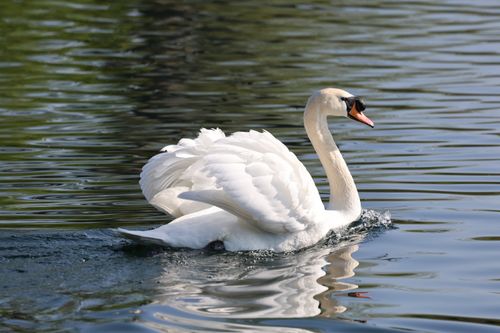 Free A majestic mute swan floating effortlessly on a tranquil lake in England. Stock Photo