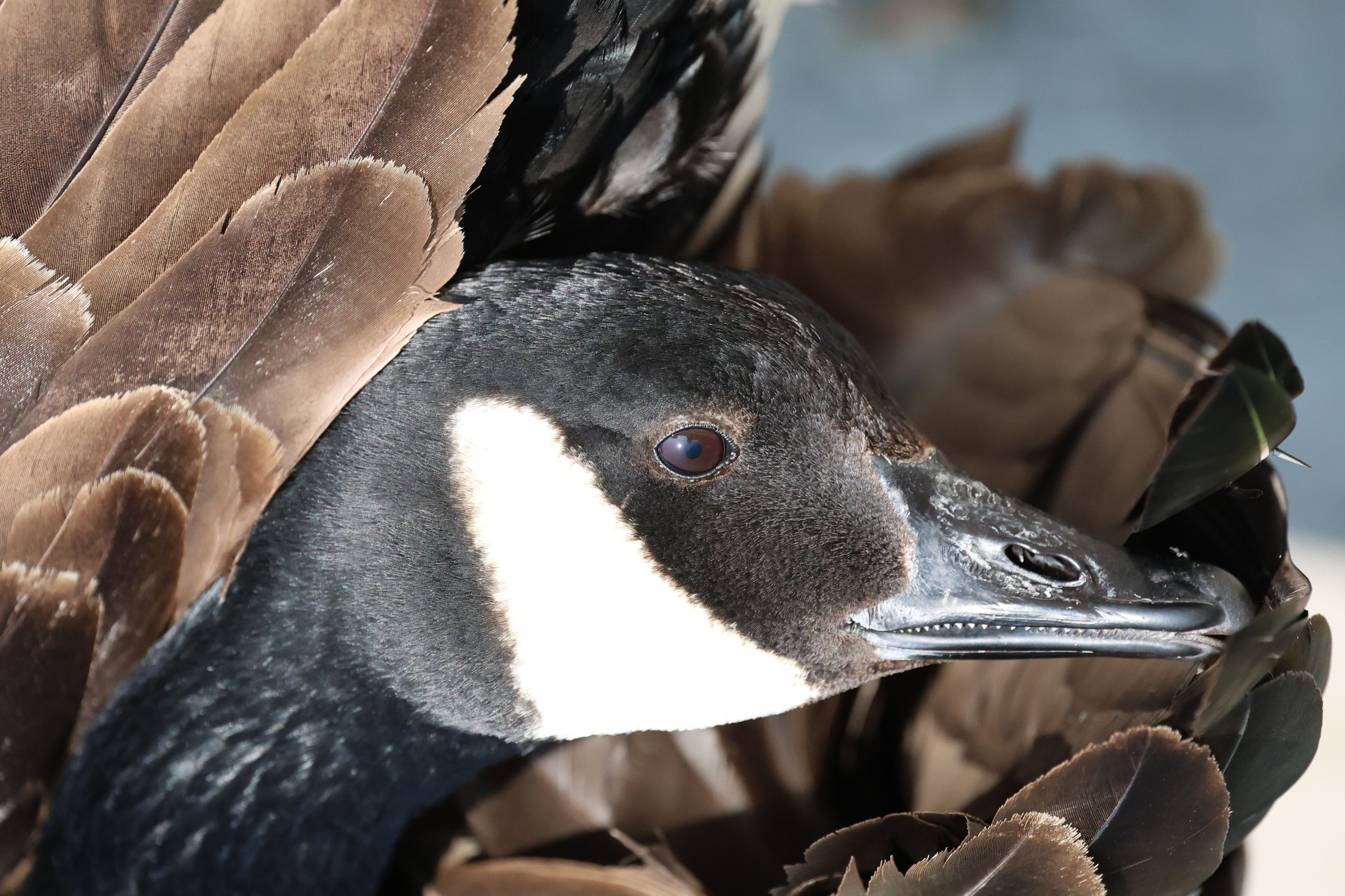 Close-up of a Canada Goose with Brown Feathers · Free Stock Photo