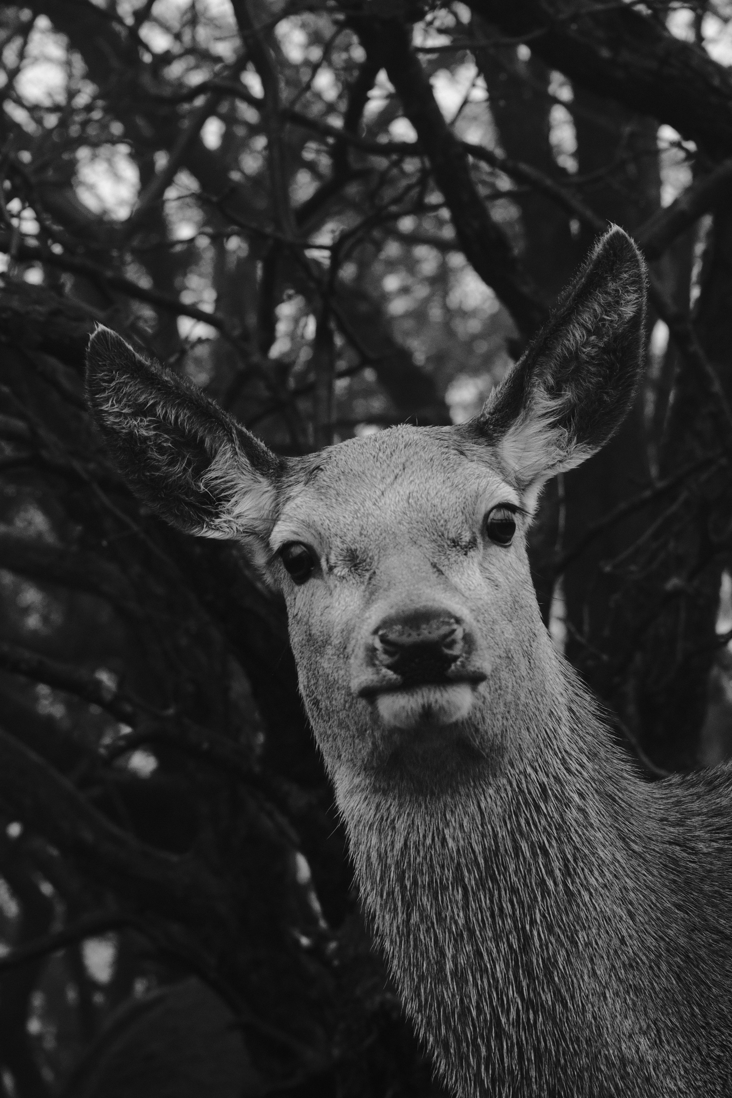 Elegant deer in a forest setting captured in striking black and white tones.
