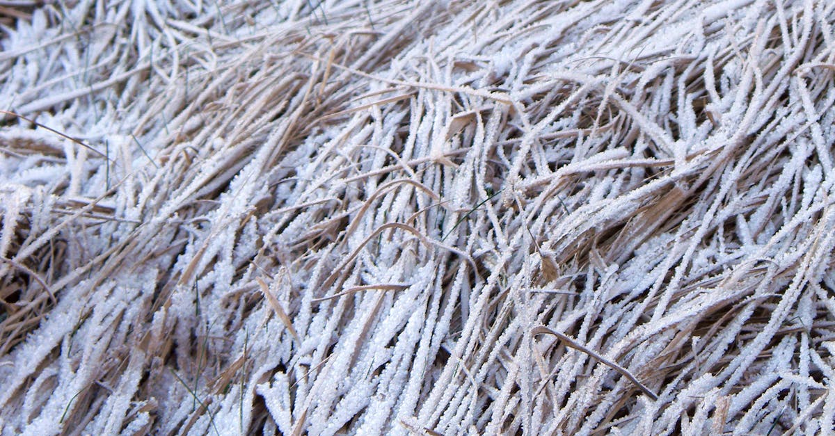 Free stock photo of abstract, frost, frozen