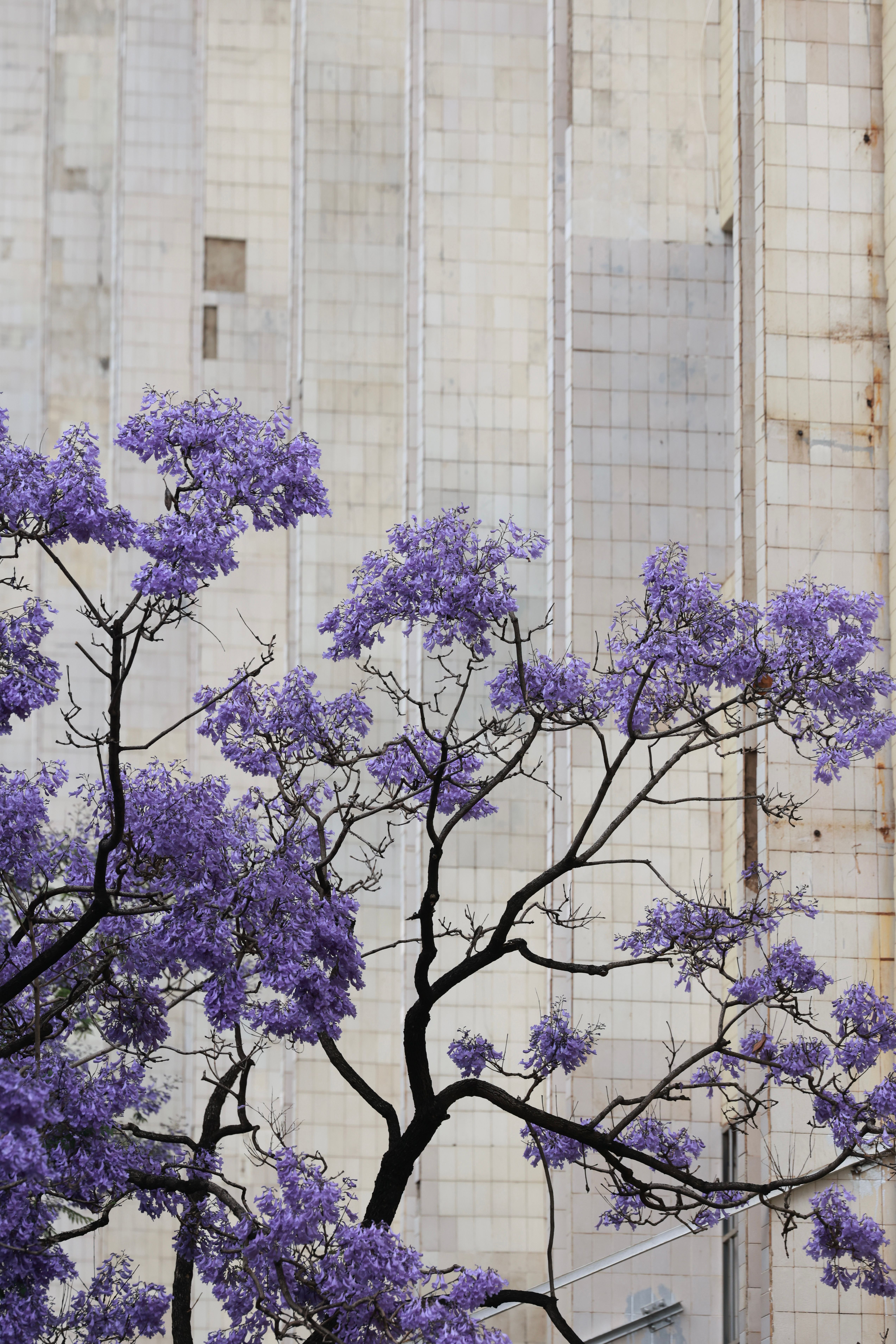Vibrant purple jacaranda tree blooms beautifully against a textured urban building wall, creating a striking contrast.