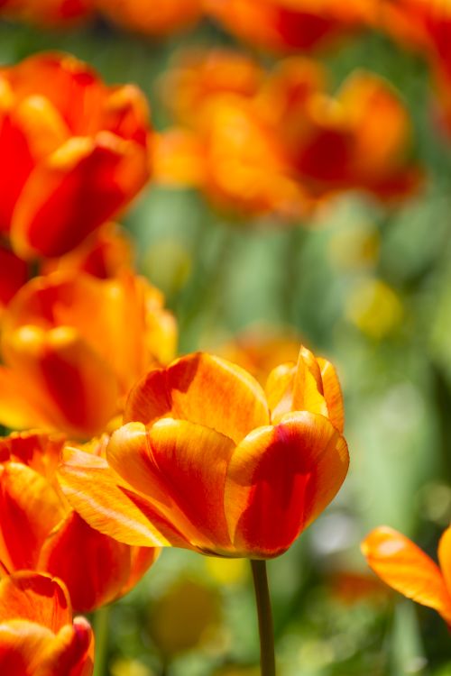 Free A cluster of vibrant orange tulips basking in sunlight, signaling the arrival of spring. Stock Photo