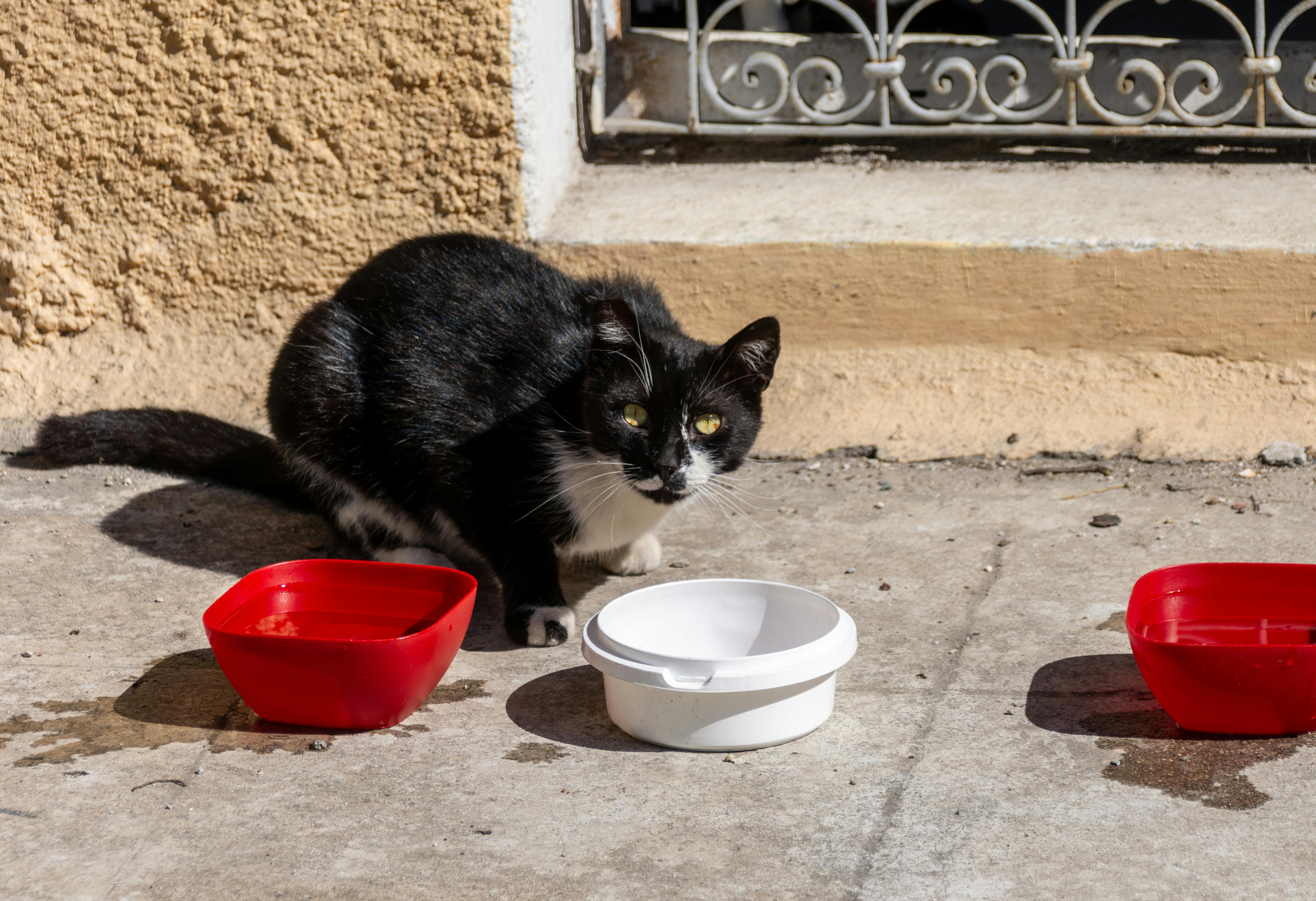 Black and white cat crouching beside empty food bowls outdoors on a sunny day.