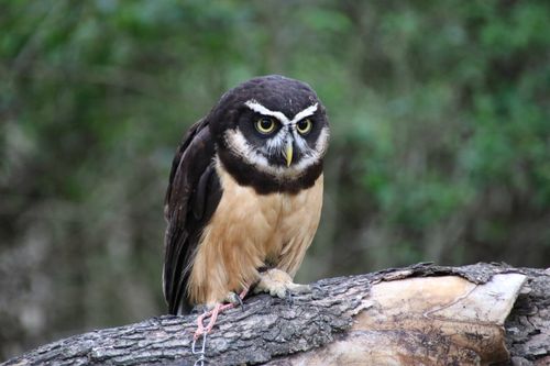 Free Close-up of a Spectacled Owl resting on a tree branch in the forest. Stock Photo