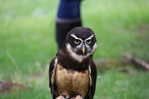 Free A striking spectacled owl perched on grass, showcasing its distinct features and intense gaze. Stock Photo