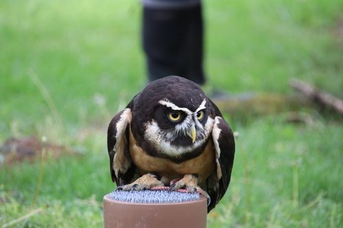 Free Close-up of a spectacled owl perched outdoors on grassy ground. Stock Photo