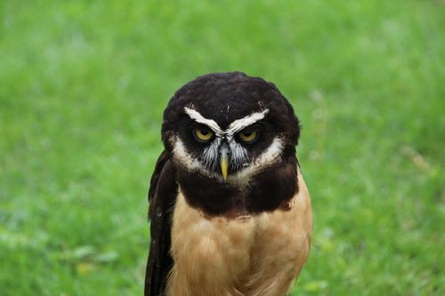 Free Close-up of a Spectacled Owl with vibrant plumage standing on grass. Stock Photo