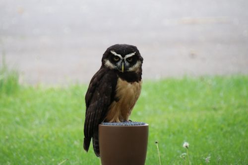 Free A majestic Spectacled Owl sitting on a perch in outdoor greenery. Stock Photo