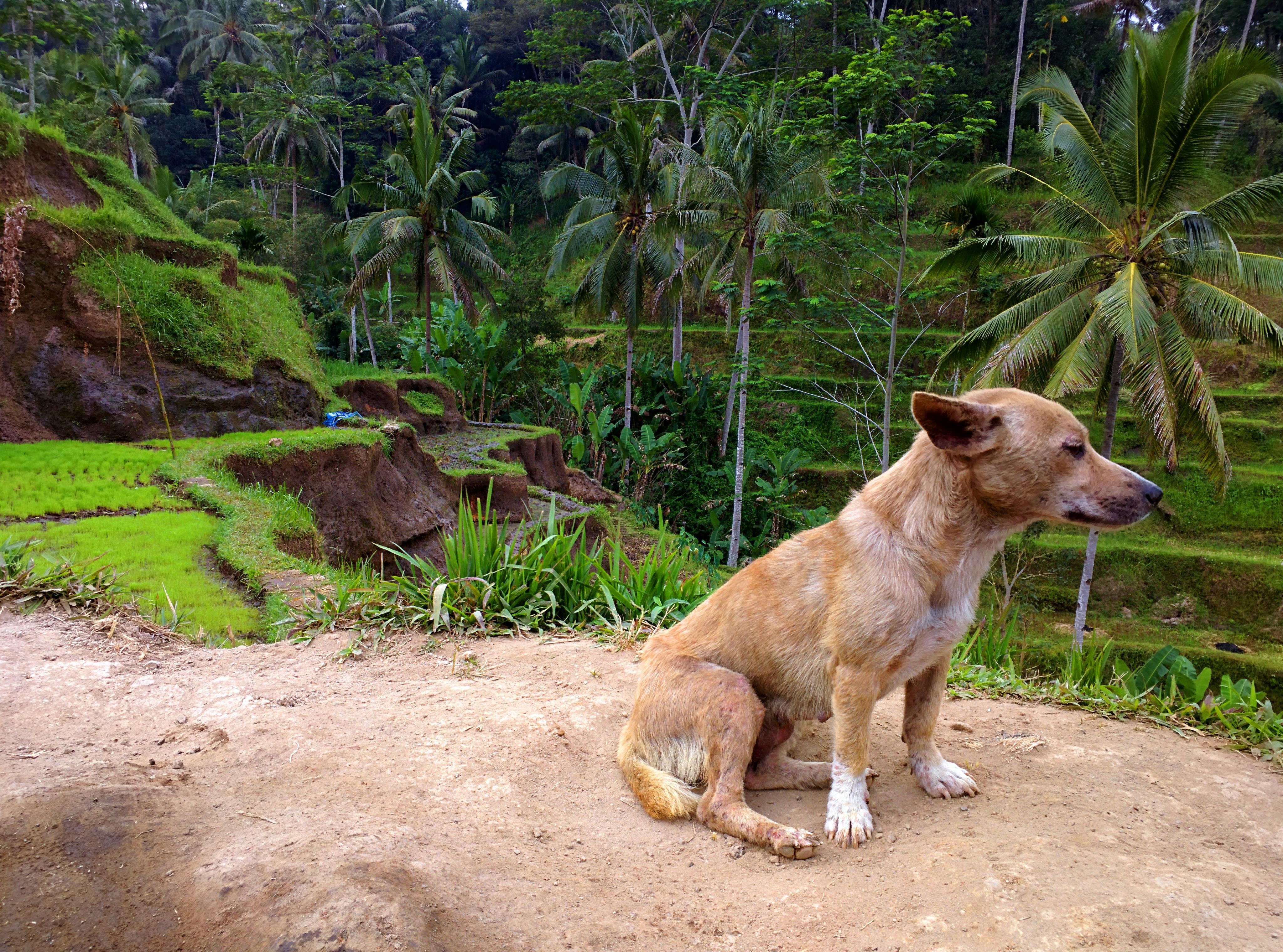 Kostenloses Foto zum Thema bali, grün, hund