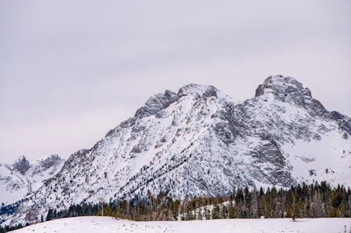 Foto d'estoc gratuïta de a l'aire lliure, avets, congelant