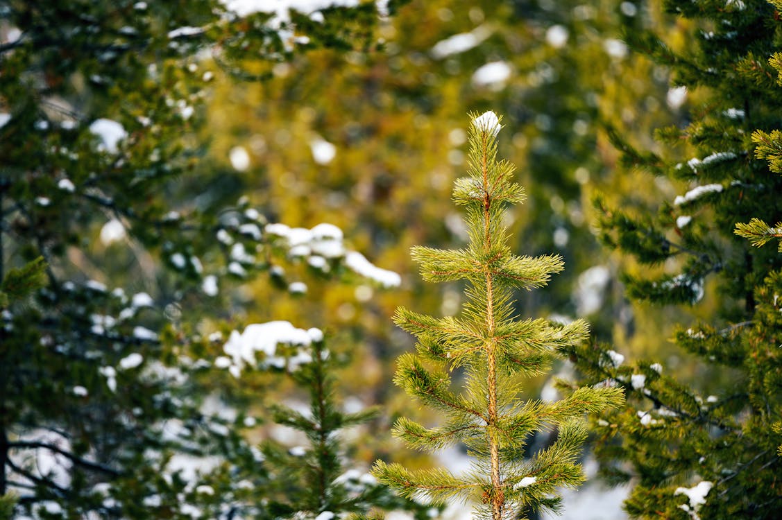 Free Top of coniferous tree with green needles growing in woods with plants covered with snow Stock Photo