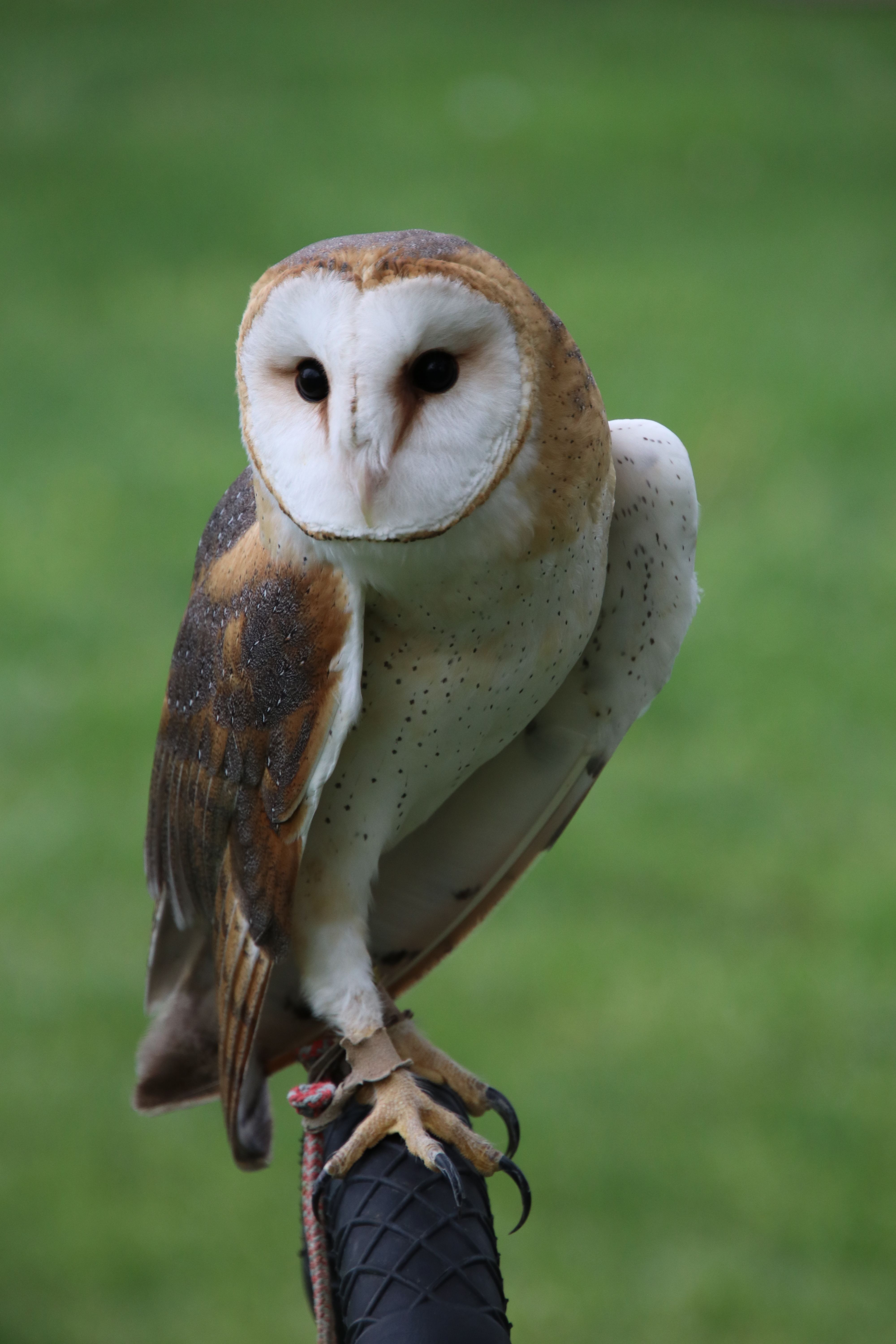 Close-up of a barn owl perched outdoors, showcasing feather details and curious gaze.