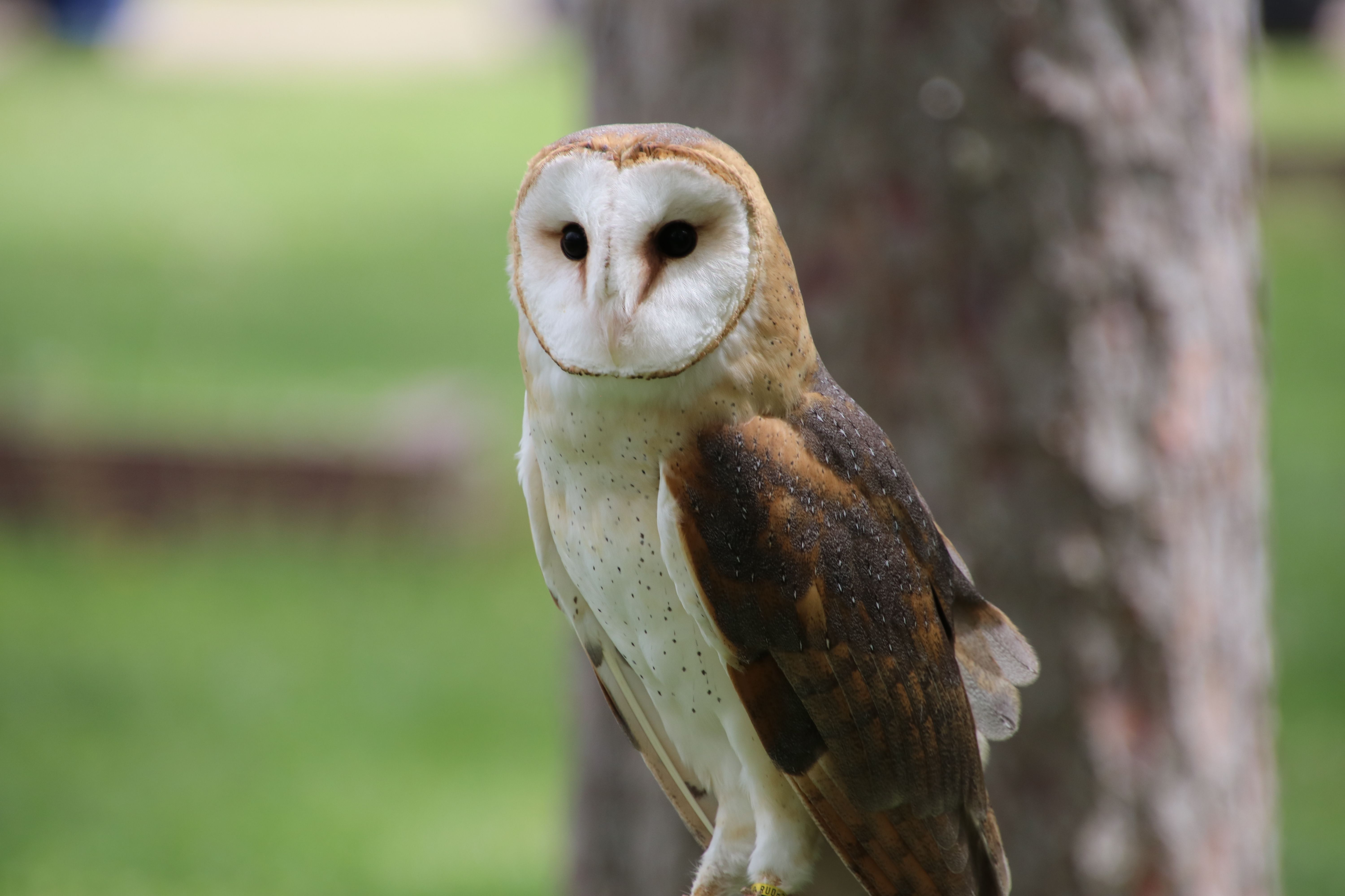 Close-up of a barn owl perched on a tree, showcasing its delicate plumage and striking face.
