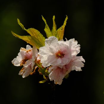 Beautiful sakura blossoms with dew droplets captured in the Polish springtime.（イメージ）