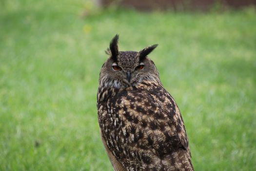 owl photo
