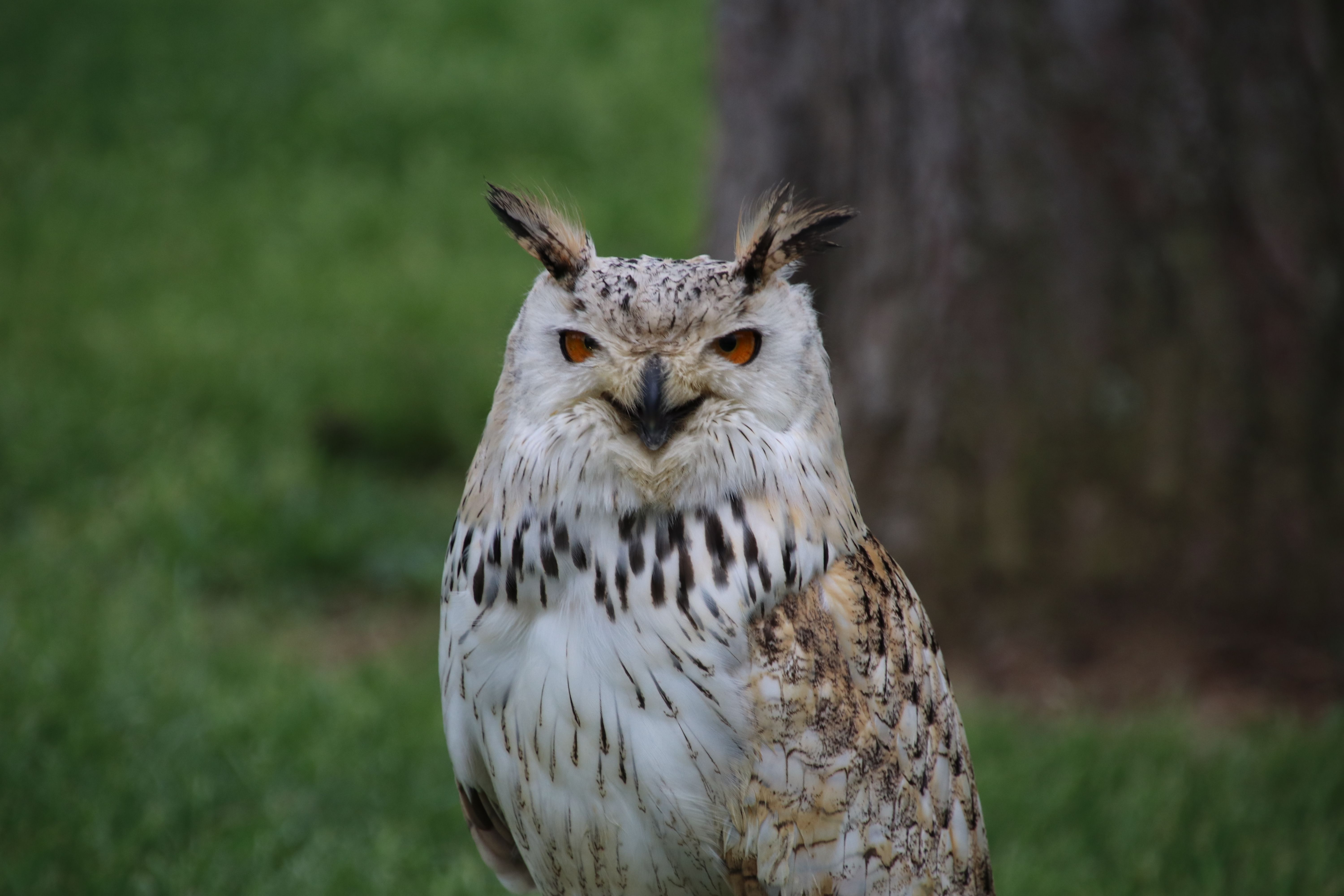 Why do they call the devil bird the devil bird? - The Institute for ...