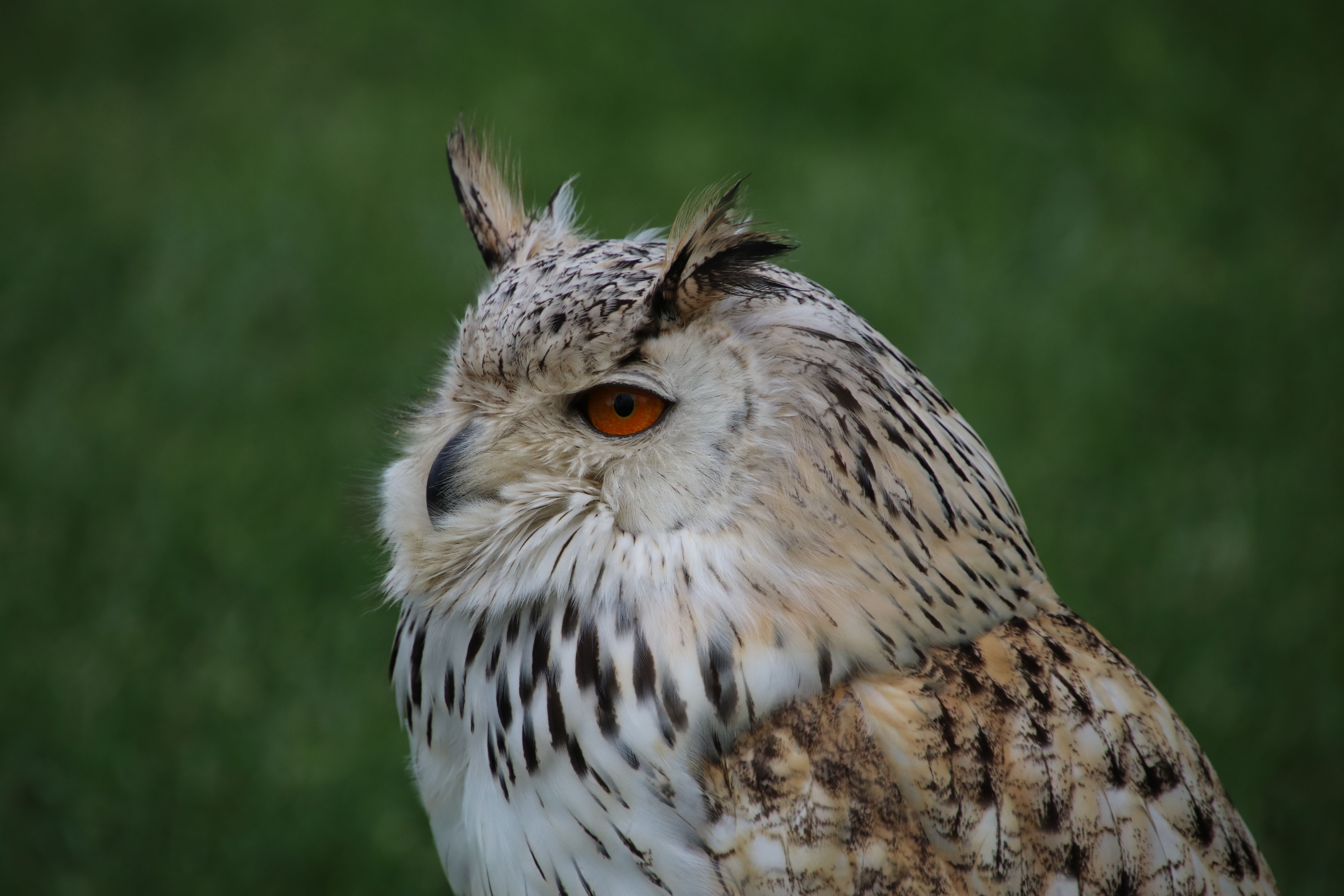 VIP One Hour Owl Experience