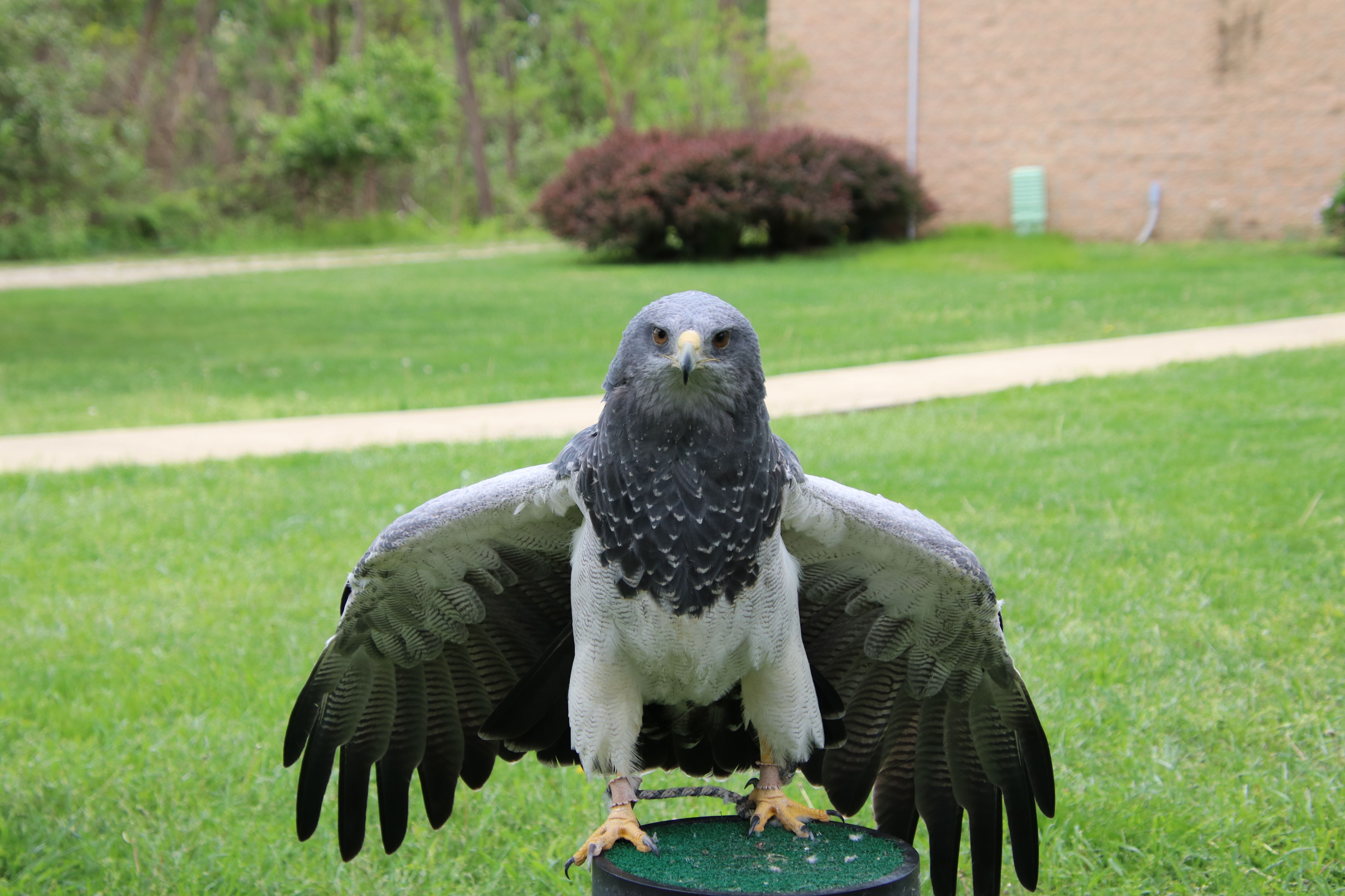 Close-up of a majestic eagle in a park · Free Stock Photo