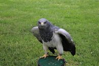 A majestic gray hawk perched with wings open on lush green grass, showcasing its striking plumage.