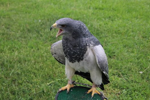 African Harrier-Hawk perched on stand in grassy area, showcasing its striking plumage and open mouth.