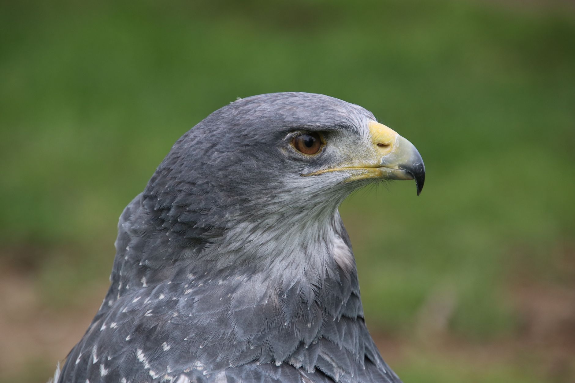 A detailed close-up of a gray hawk showcasing its sharp features and vibrant plumage.