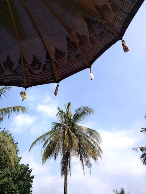 Free stock photo of bali, blue sky, palm tree